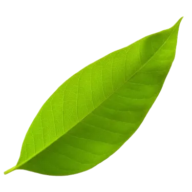 vocalleaf