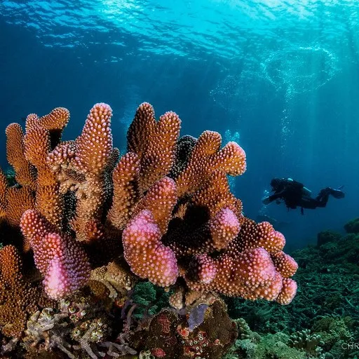Sulawesi Dive Notes