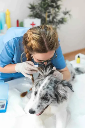 spaying pets
