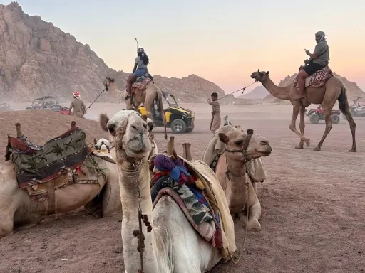 SharmDesertDreams