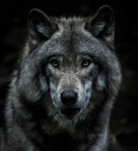 WOLF