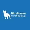 BlueHaven French Bulldogs