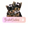 yorkiebabie