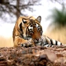 Ranthambhore