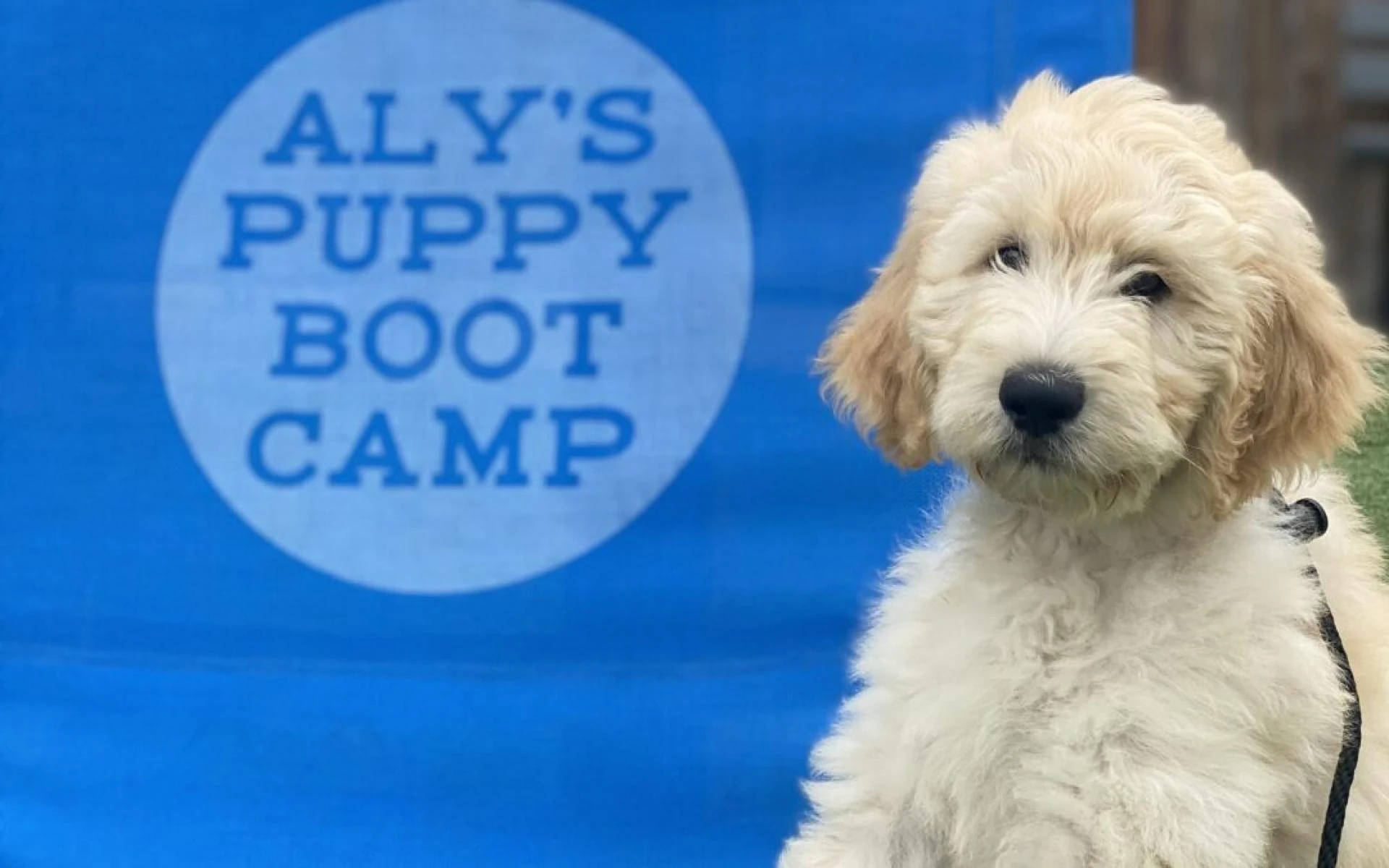 AlysPuppy BootCamp