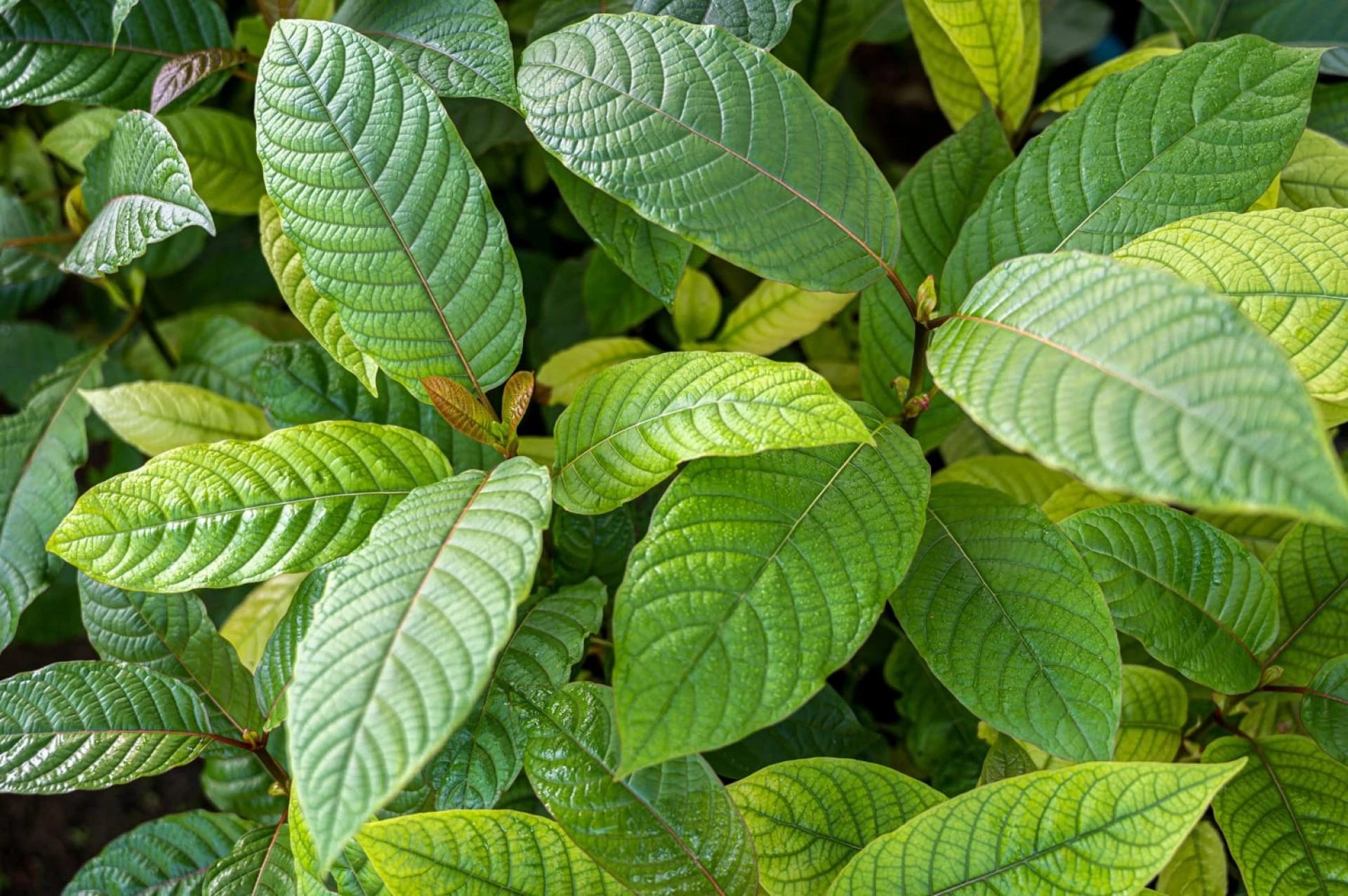 kratom online