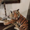 Dheeraj 
