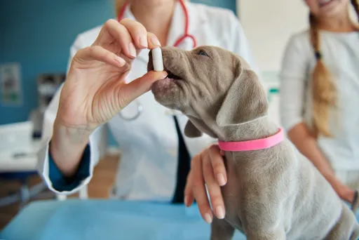 Goel Vet Pharma