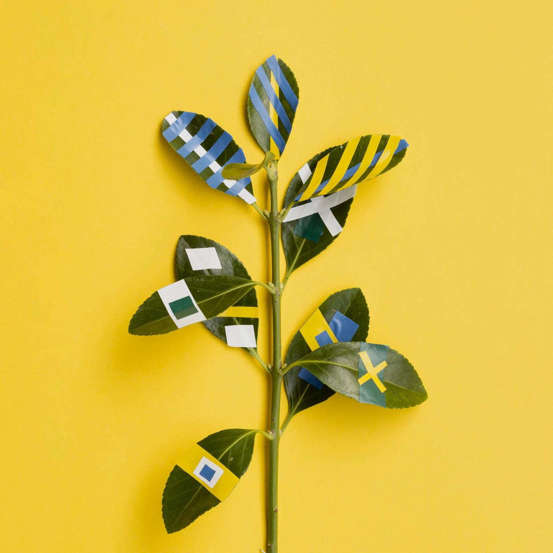 Ulfah Alifah Yuliarso