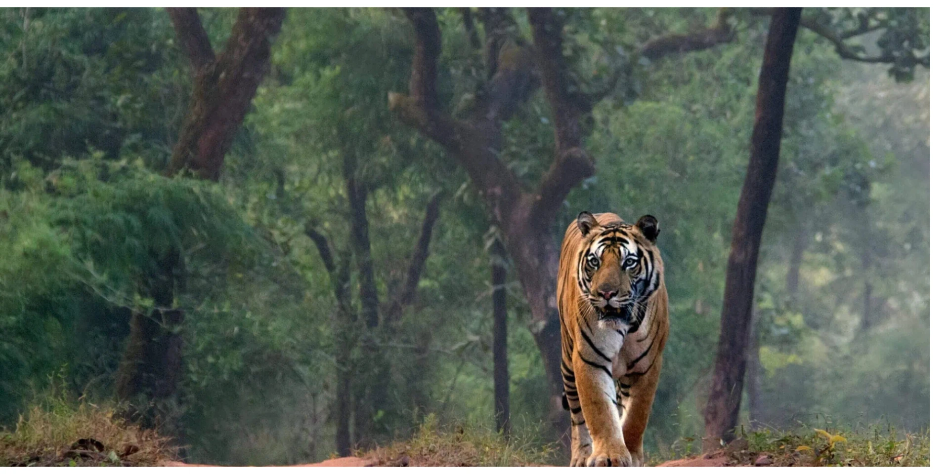 ranthambore