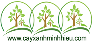 caycongtrinh