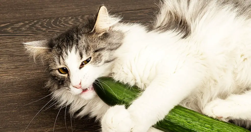 cats  afraid of cucumbers