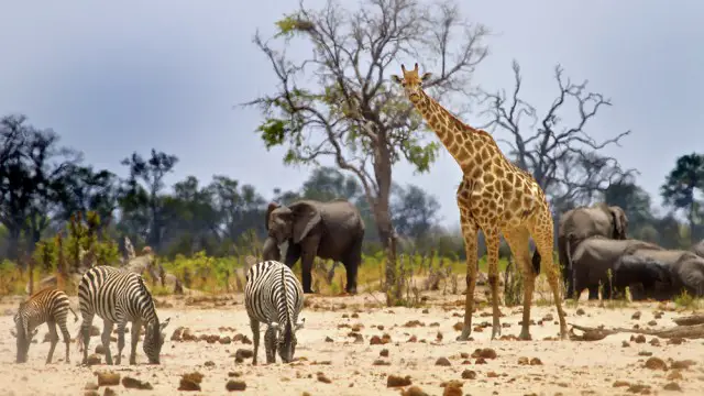 Hwange National Park in Zimbabwe-349a0566