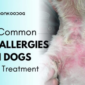 Skin-infection-in-dog-an-important-yet-neglected-condition-in-dogs-with-treatment-1-768x432-8003f54e