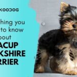 Everything-you-need-to-know-about-Teacup-Yorkshire-terrier-2-768x432-d24a377d