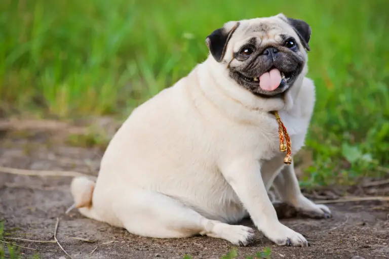 100% Purebred Pug Puppies Available at Efficient Prices in Pune