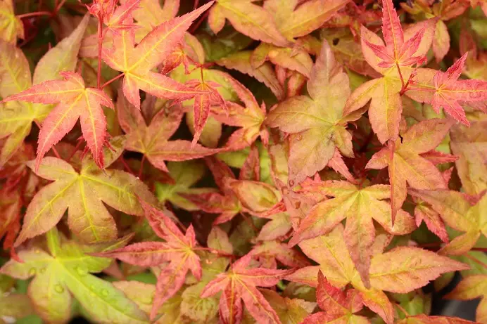 Acer-palmatum-Beni-hime-resized-3e6a4830