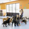 How to Start a BookmyPet Dog Daycare-ef7cfa16
