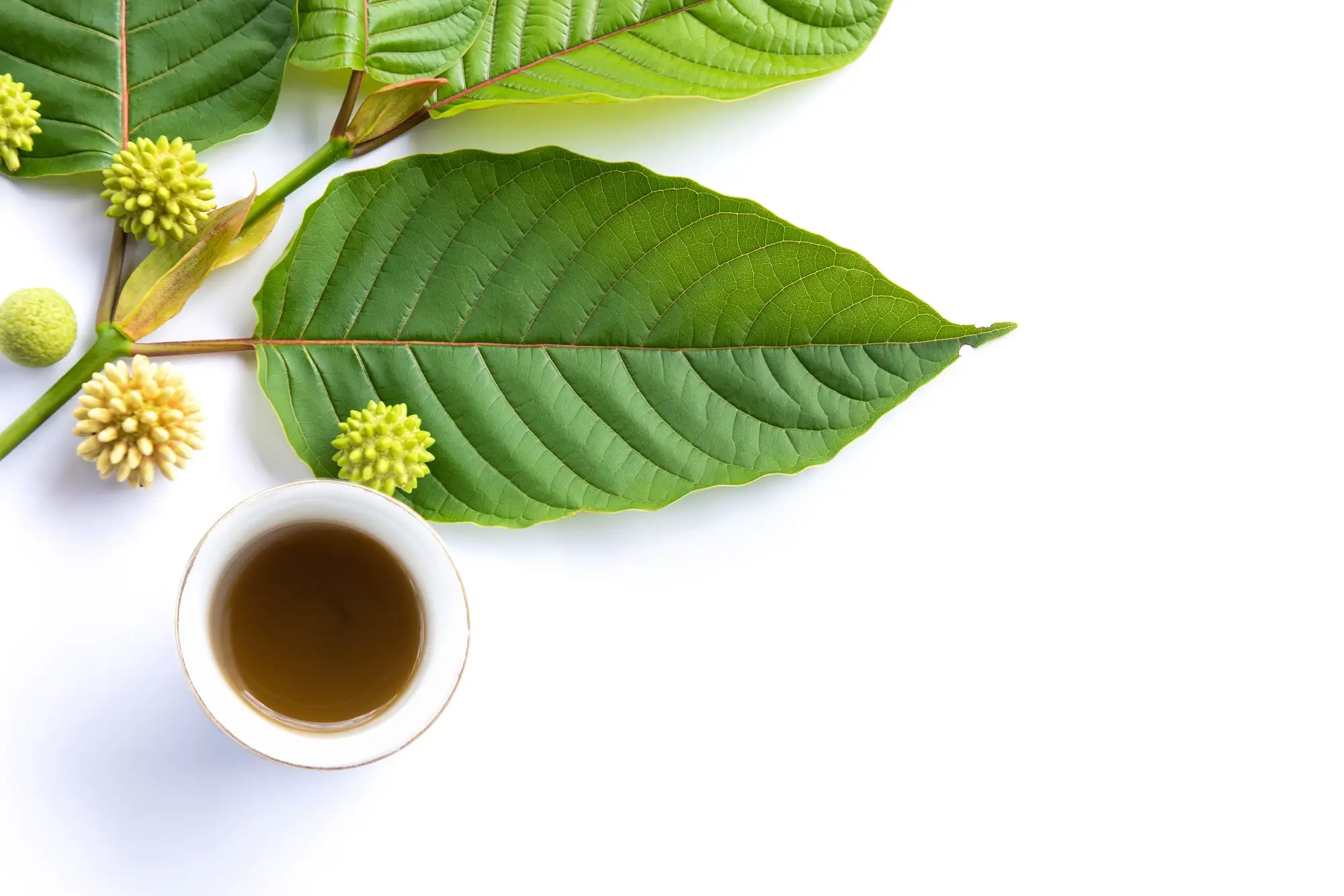 Leaves, flowers, fruits and liquid of Kratom or mitragynine on white background isolated-54b32a9e