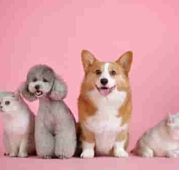 100% Purebred Golden Retriever Puppies Available at Efficient Prices in Pune