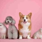 100% Purebred Pomeranian Puppies Available at Efficient Prices in Pune