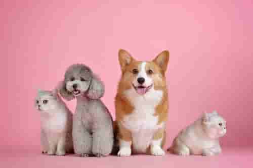 100% Purebred Pomeranian Puppies Available at Efficient Prices in Pune