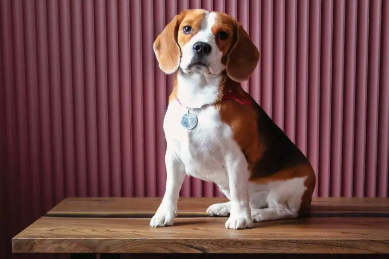 100% Purebred Beagle Puppies Available at Efficient Prices in Pune