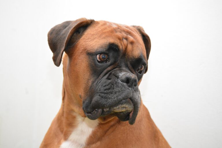 100% Purebred Boxer Puppies Available at Efficient Prices in Pune