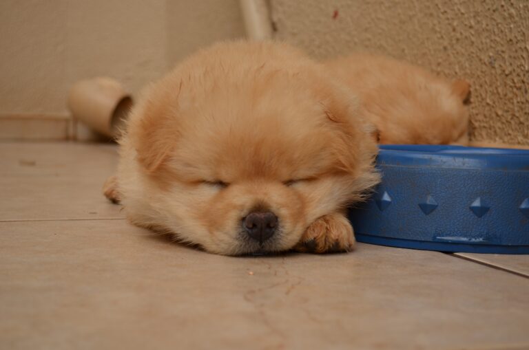 100% Purebred Chow Chow Puppies Available at Efficient Prices in Pune