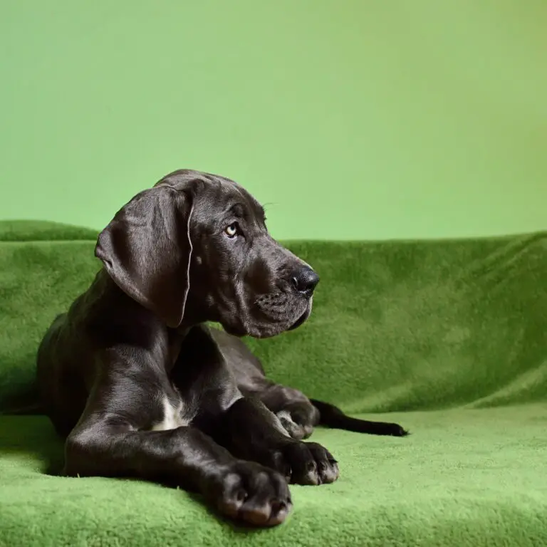 100% Purebred Great Dane Puppies Available at Efficient Prices in Pune