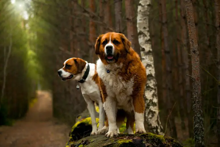 100% Purebred Saint Bernard Puppies Available at Efficient Prices in Pune