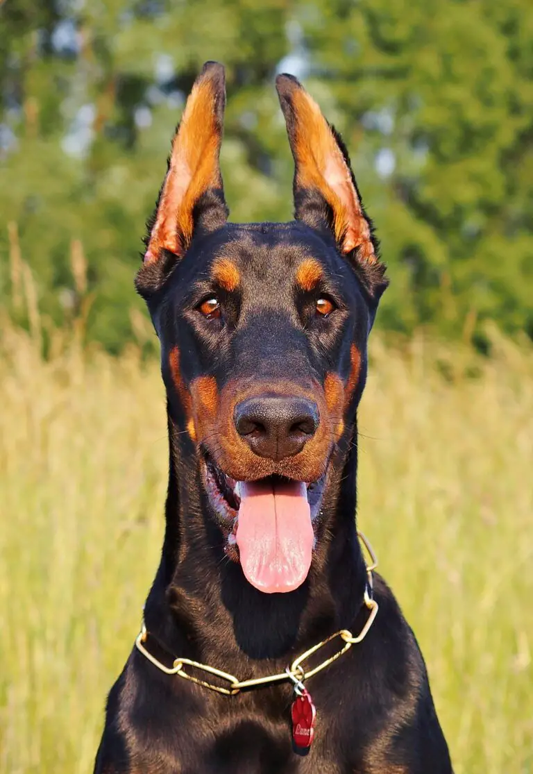 100% Purebred Doberman Puppies Available at Efficient Prices in Pune