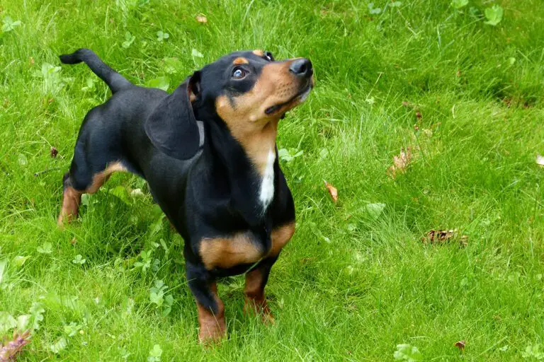 100% Purebred Dachshund Puppies Available at Efficient Prices in Pune