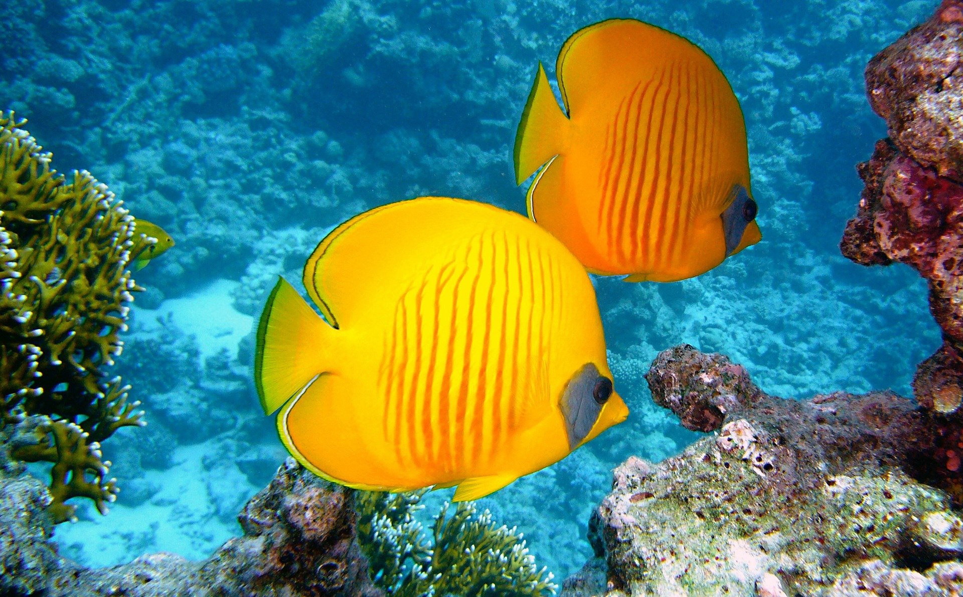 lemon-butterflyfish-380037_1920-d783fb35