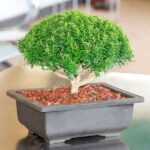 nurserylive-plants-buxus-bonsai-plant-9cb0d5d6