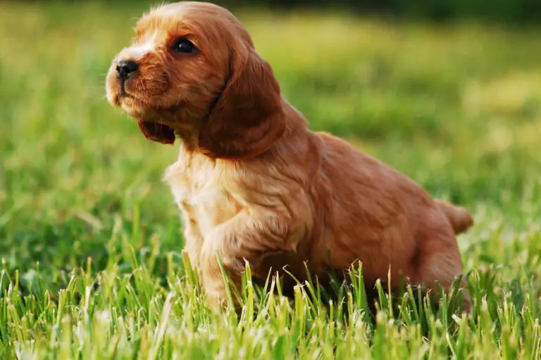 100% Purebred Cocker Spaniel Puppies Available at Efficient Prices in Pune