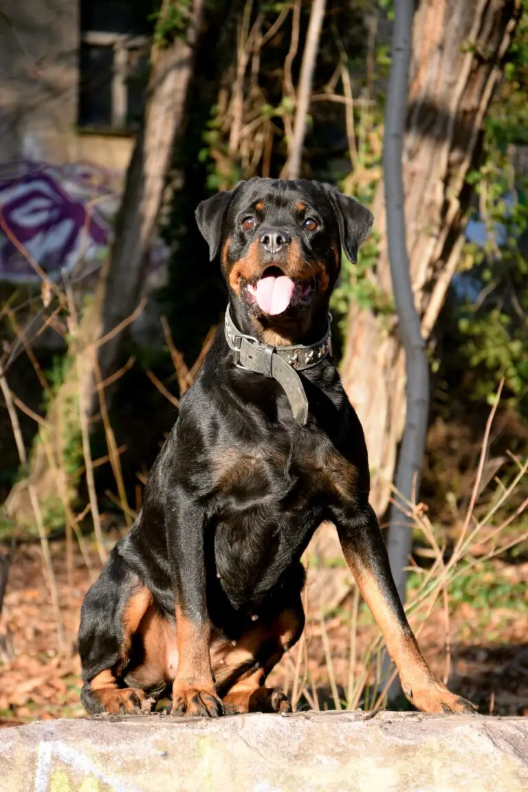 100% Purebred Rottweiler Puppies Available at Efficient Prices in Pune
