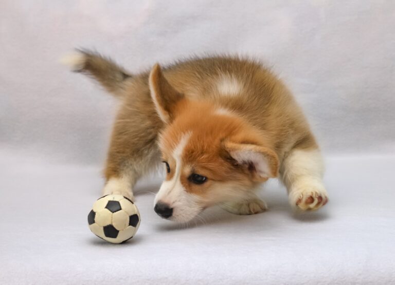 100% Purebred Corgi Puppies Available at Efficient Prices in Pune