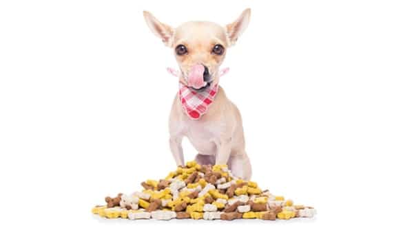 Pick-The-Best-Treats-for-Chihuahuas-b85994b1