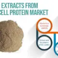 Protein Extracts from Single Cell Protein Sources Market d-dd09b008