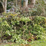 Hire a professional garden clearance company to clean your garden