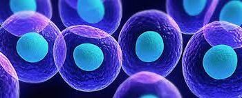 stem cell for erectile dysfunction