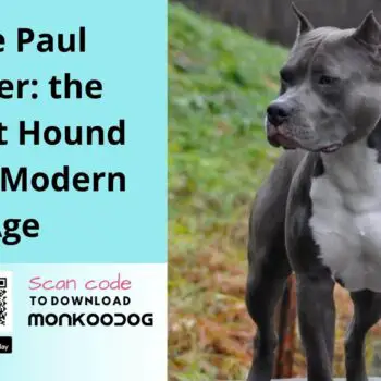 Blue Paul Terrier the Extinct Hound of the Modern Age-85a2e246