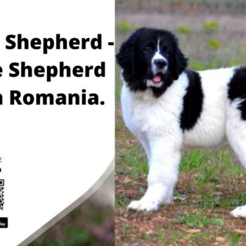 Bucovina Shepherd - The Rare Shepherd Dog from Romania-66db3c10