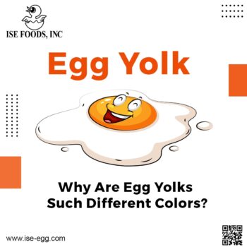 Egg Yolk  -Why Are Egg Yolks Such Different Colors-c7b93321