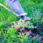 Garden Clearance: Top gardening tips for 2022