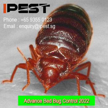 bed-bugs2022-2450778e