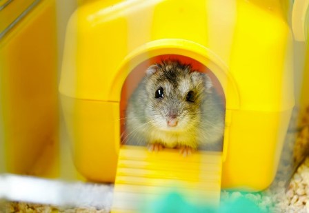 carroll-small-toys-hamsters-veterinarian-jefferson-ia-7bee7fa3