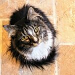 sandwichvets-cats-attention-veterinary-hospital-bourne-ma-90418721