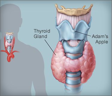 thyroid1-44acc16b